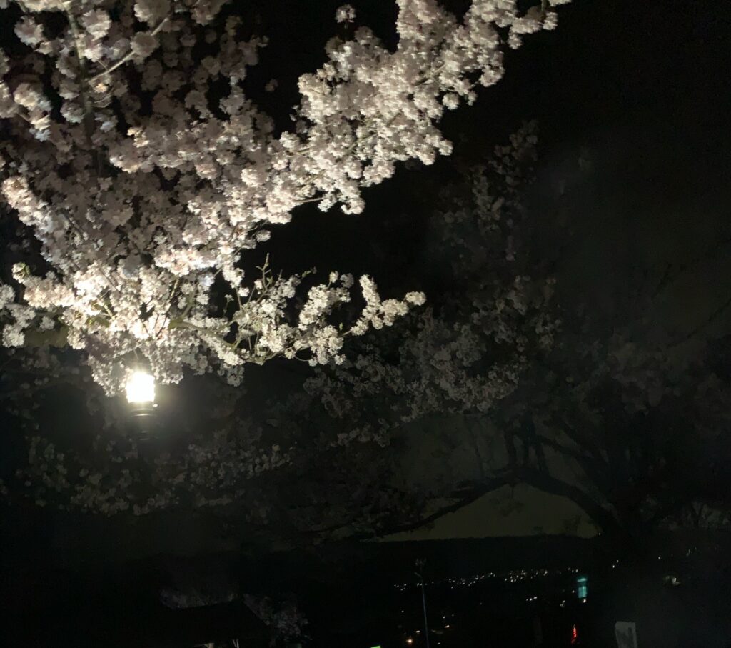 alt="桜とランタン"